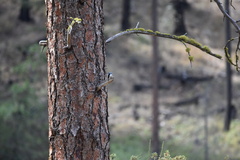 Sitta carolinensis