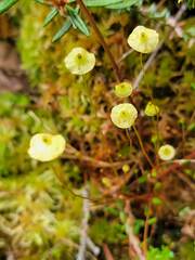 Splachnum luteum