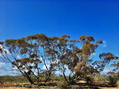 Eucalyptus oleosa oleosa