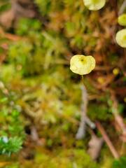 Splachnum luteum