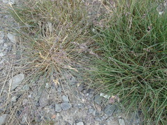 Poa glauca