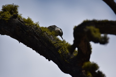 Sitta carolinensis