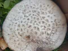 Amanita rubescens