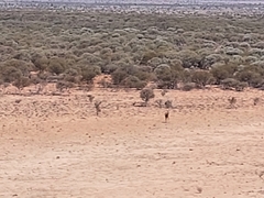 Camelus dromedarius