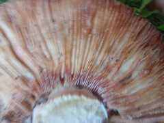 Amanita rubescens