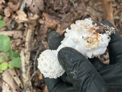 Amanita cokeri