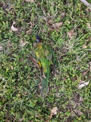 Trichoglossus moluccanus