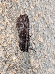 Neogalea