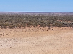 Camelus dromedarius