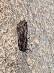 Neogalea