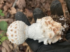 Amanita cokeri