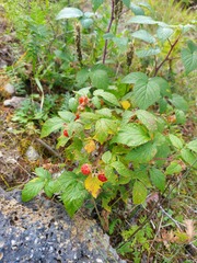 Rubus sachalinensis