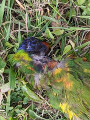 Trichoglossus moluccanus