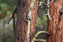 Sitta carolinensis
