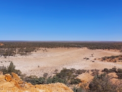 Camelus dromedarius