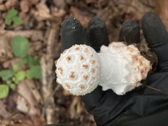 Amanita cokeri