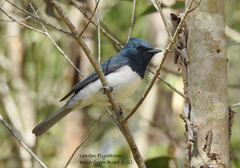 Myiagra rubecula