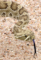 Crotalus viridis