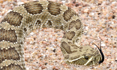 Crotalus viridis