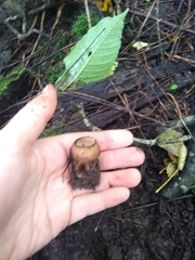 Humaria hemisphaerica