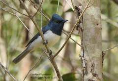 Myiagra rubecula