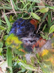Trichoglossus moluccanus