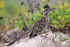 Geococcyx californianus