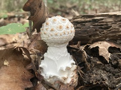 Amanita cokeri
