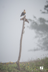 Caracara plancus
