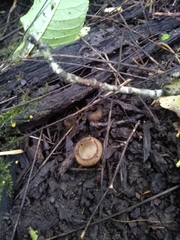 Humaria hemisphaerica