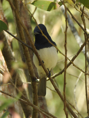 Myiagra rubecula