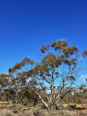 Eucalyptus oleosa oleosa