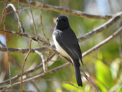 Myiagra rubecula