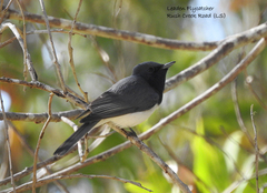 Myiagra rubecula