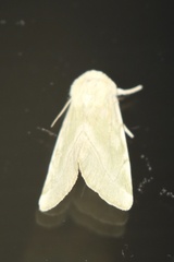 Zotheca tranquilla