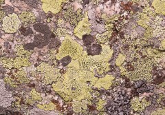 Rhizocarpon