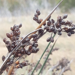 Juncus acutus