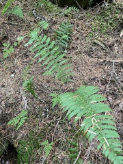 Polystichum andersonii