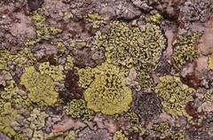 Rhizocarpon