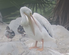 Pelecanus erythrorhynchos