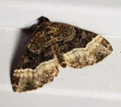 Euphyia intermediata