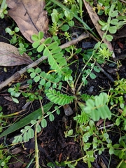 Ornithopus compressus