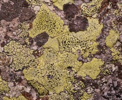 Rhizocarpon