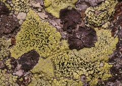 Rhizocarpon