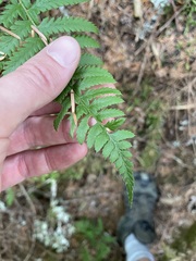 Polystichum andersonii