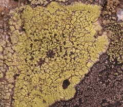 Rhizocarpon