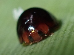 Chilocorus nigritus