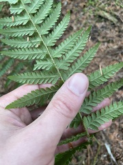 Polystichum andersonii