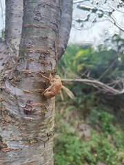 Cryptotympana atrata