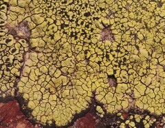 Rhizocarpon